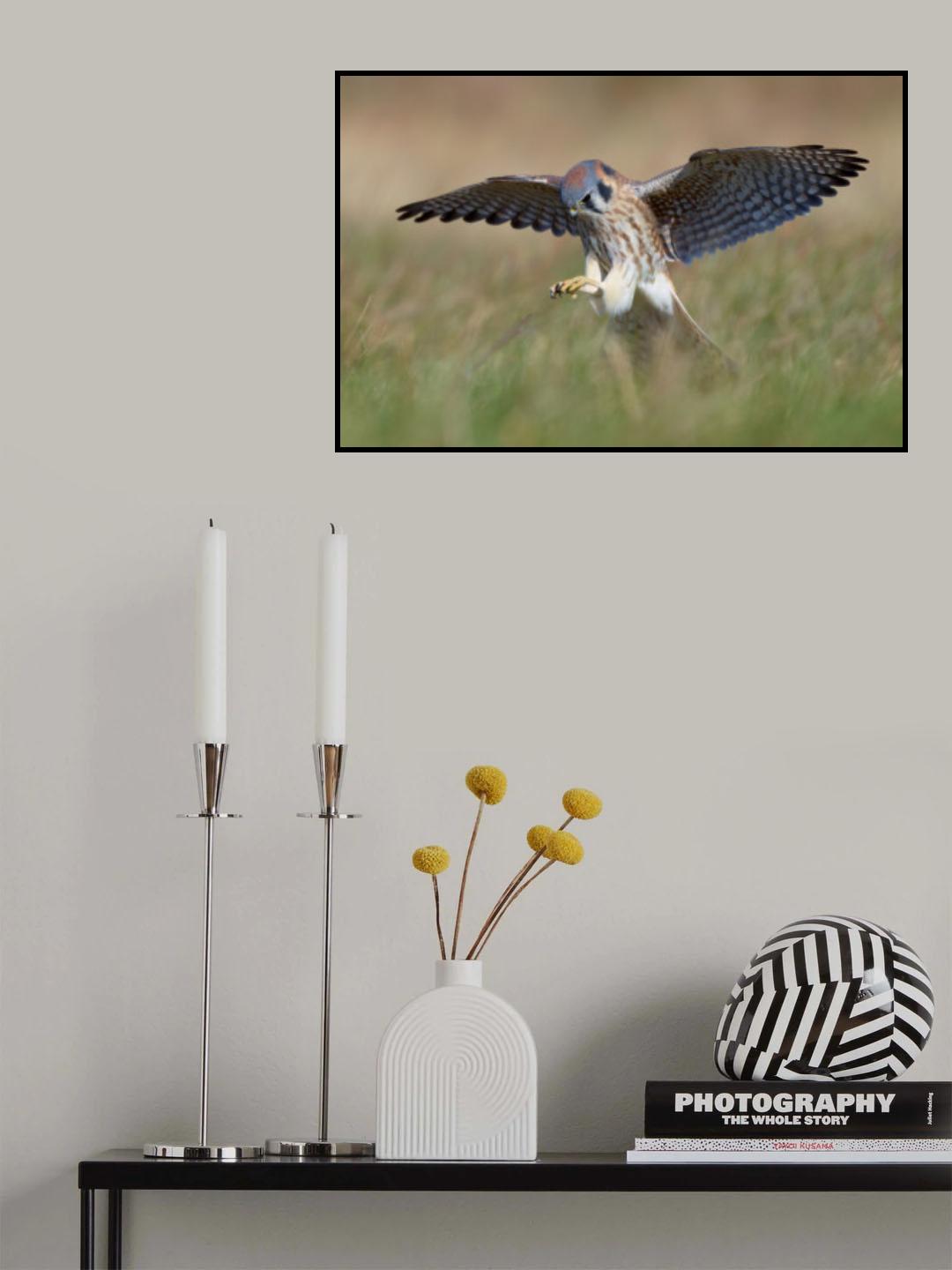 American Kestrel Hunting Poster och Canvastavla