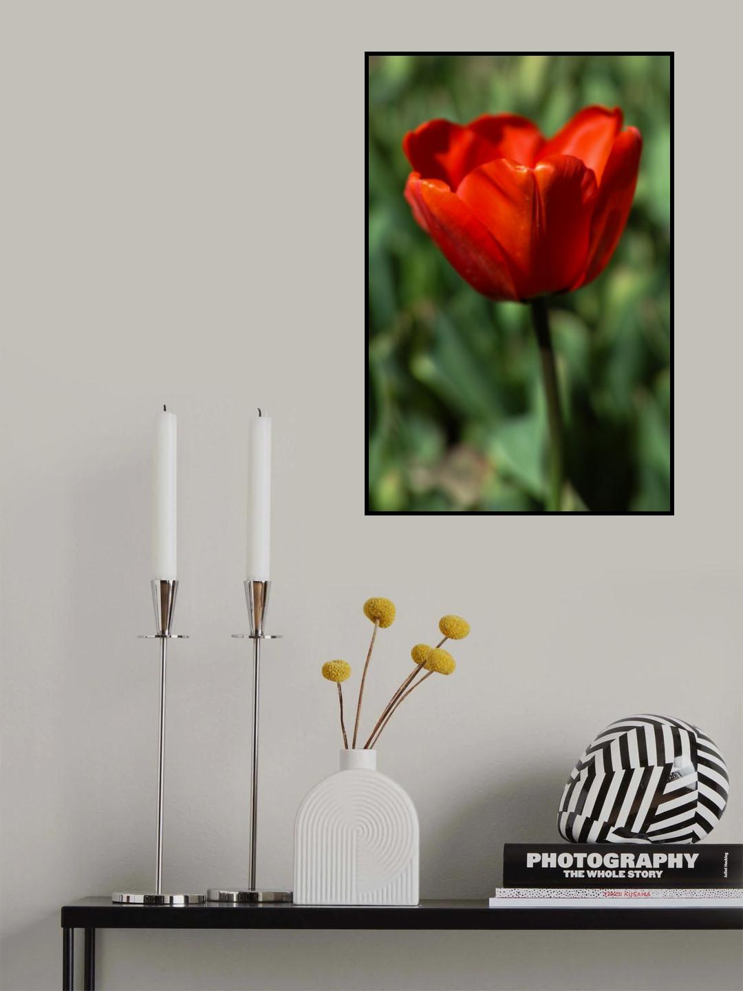 red tulip Poster och Canvastavla