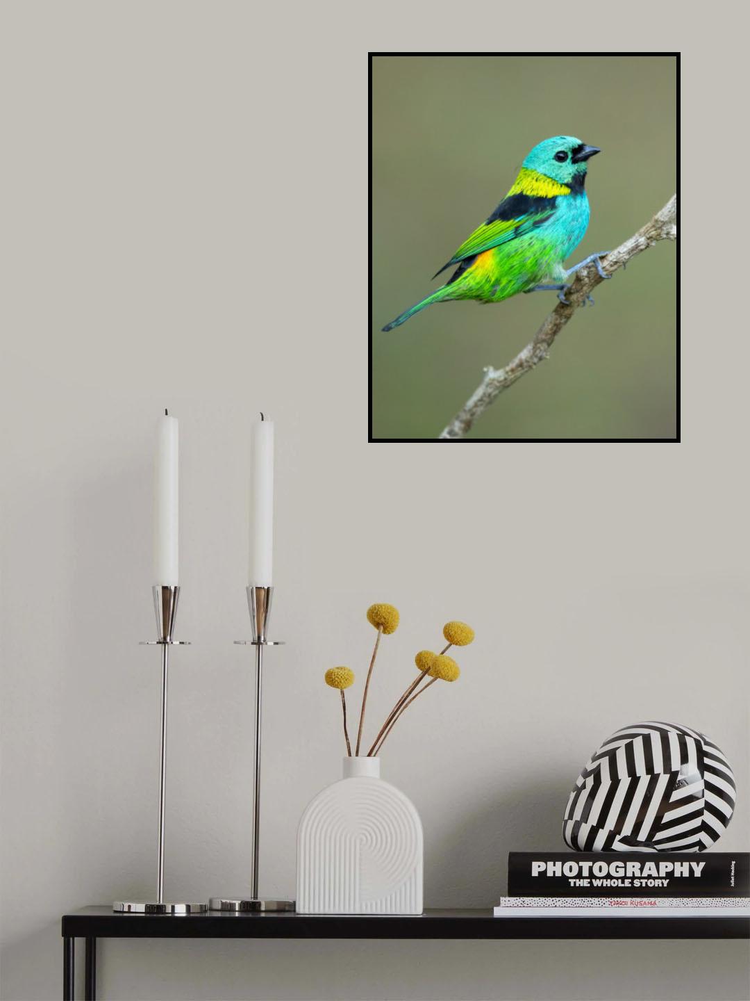 Green-headed tanager Poster och Canvastavla