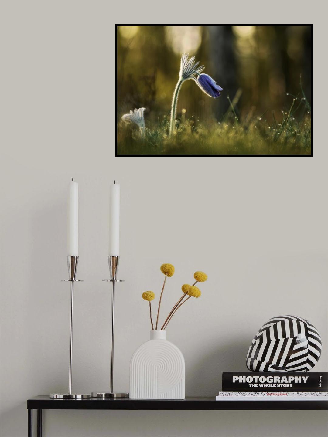 Pulsatilla vulgaris Poster och Canvastavla