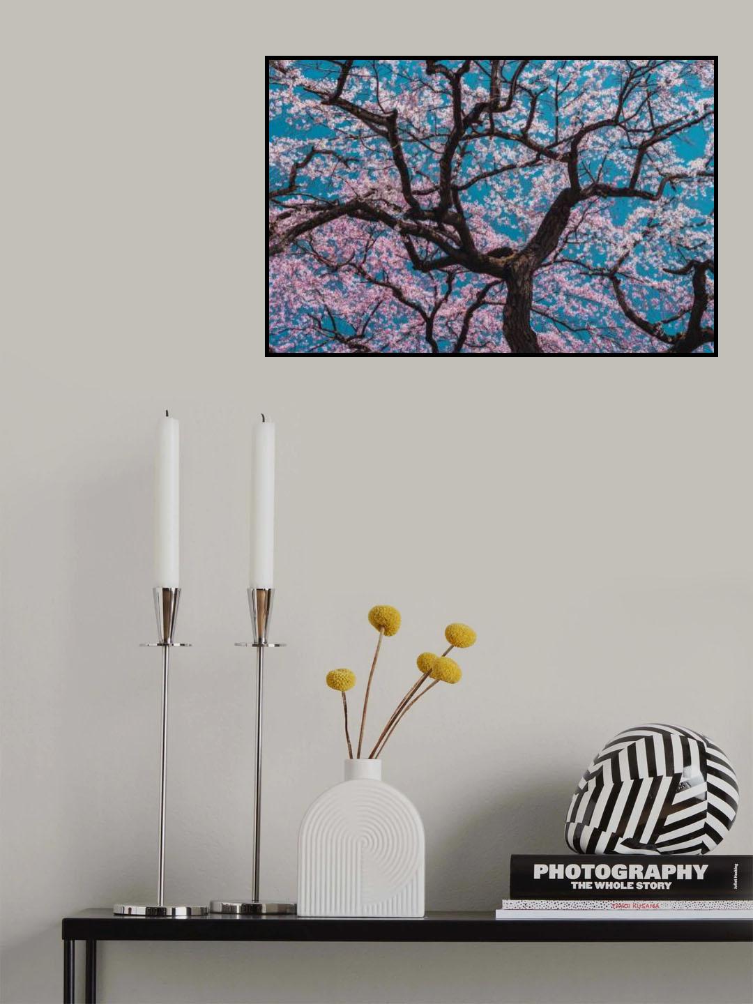 SAKURA Poster och Canvastavla