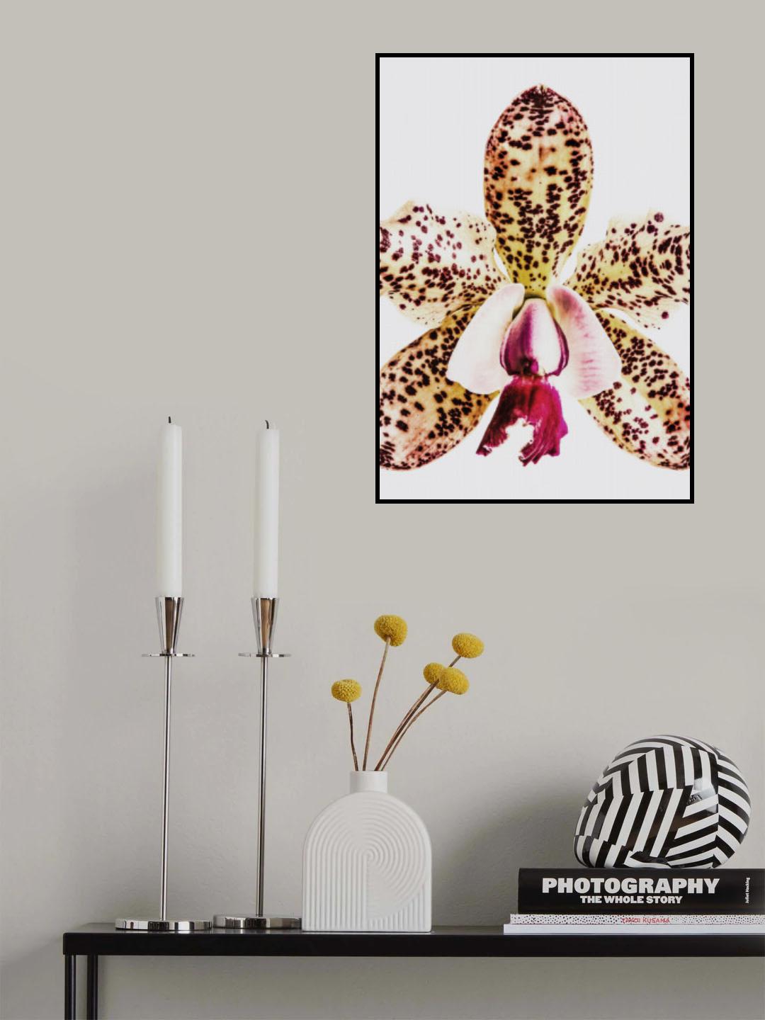 Coral Orchid Poster och Canvastavla