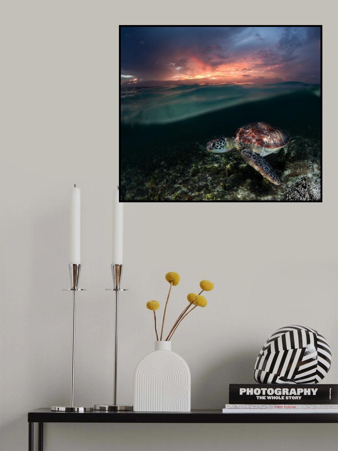 Sunset swim Poster och Canvastavla