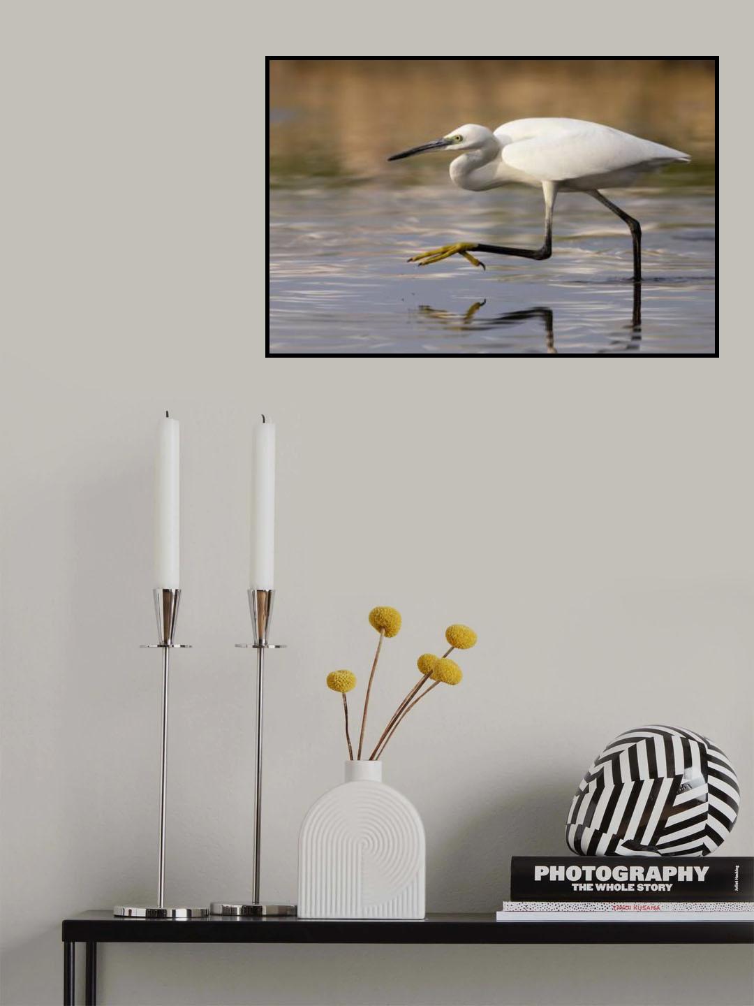Little Egret Poster och Canvastavla