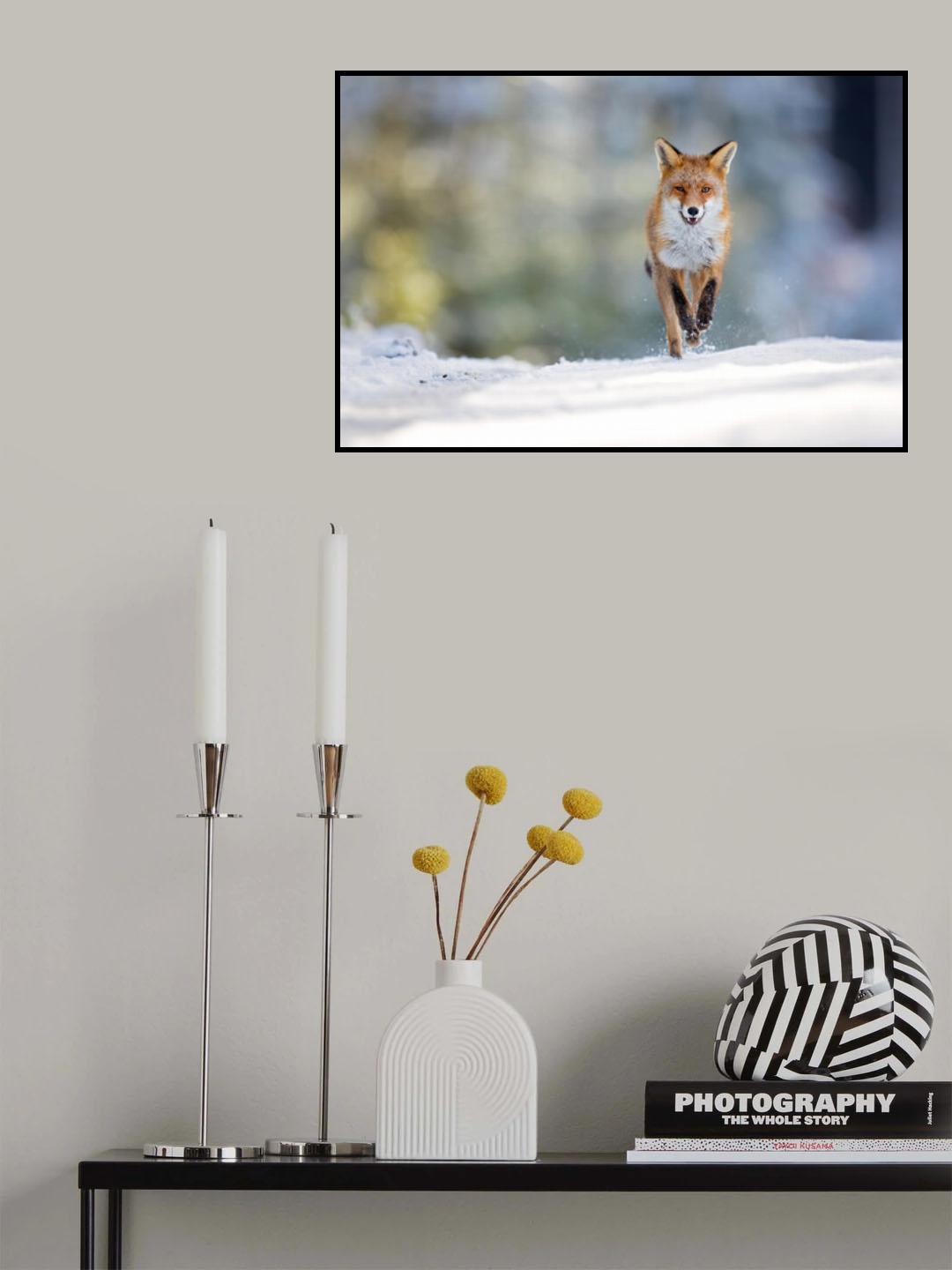Red fox Poster och Canvastavla