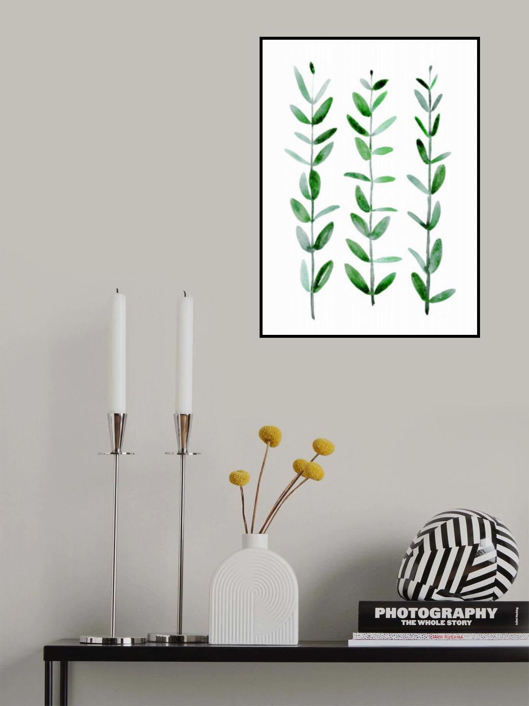 Watercolor eucalyptus parvifolia Poster och Canvastavla