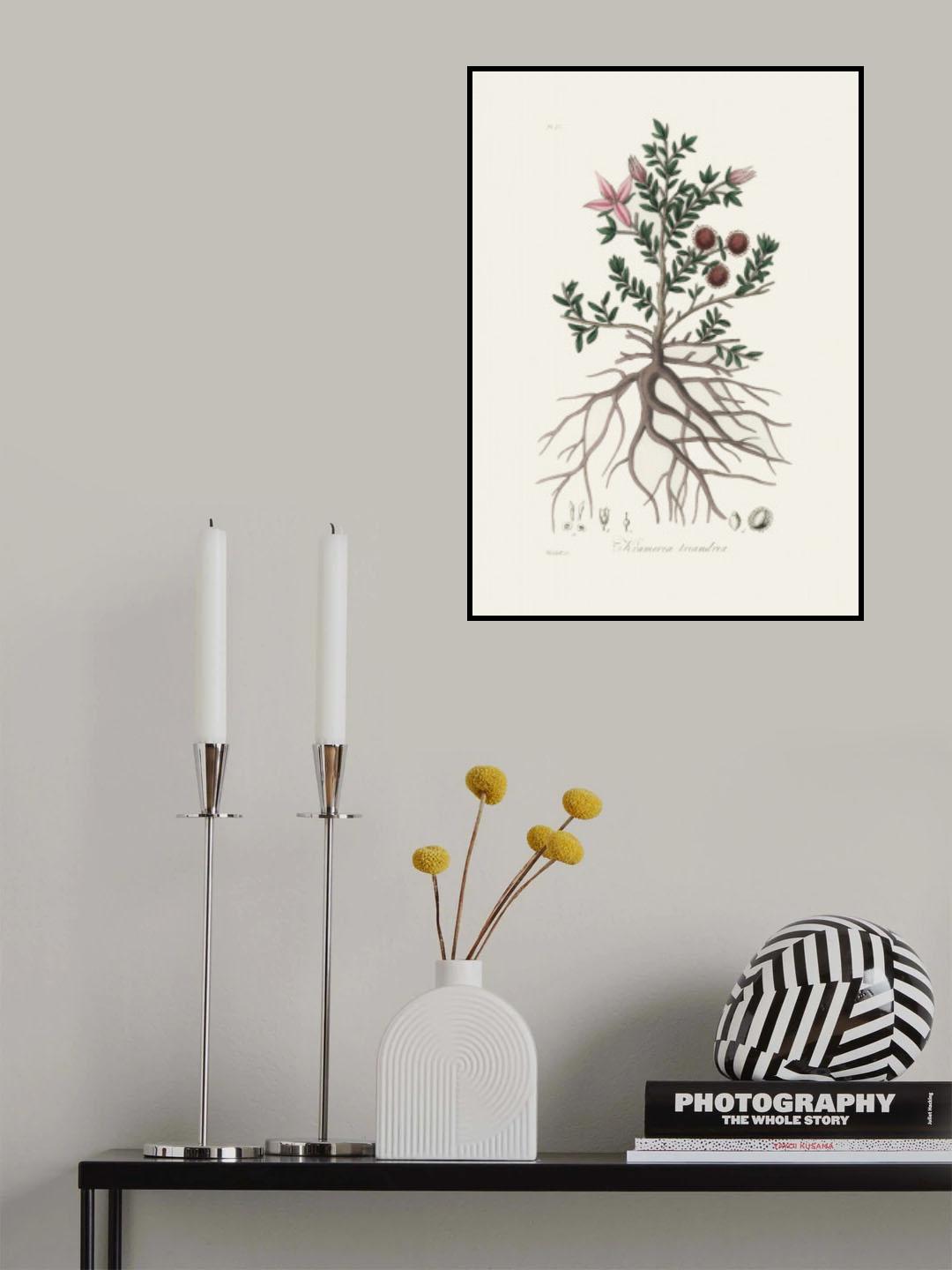 Rhatany (krameria Triandrea) Medical Botany Poster och Canvastavla