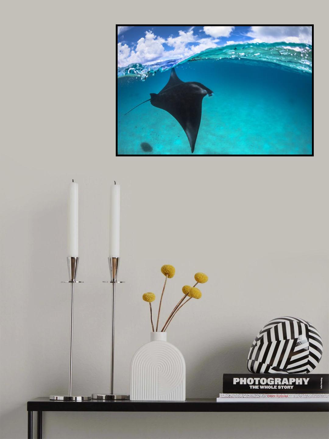 A reef manta ray in Mayotte Poster och Canvastavla