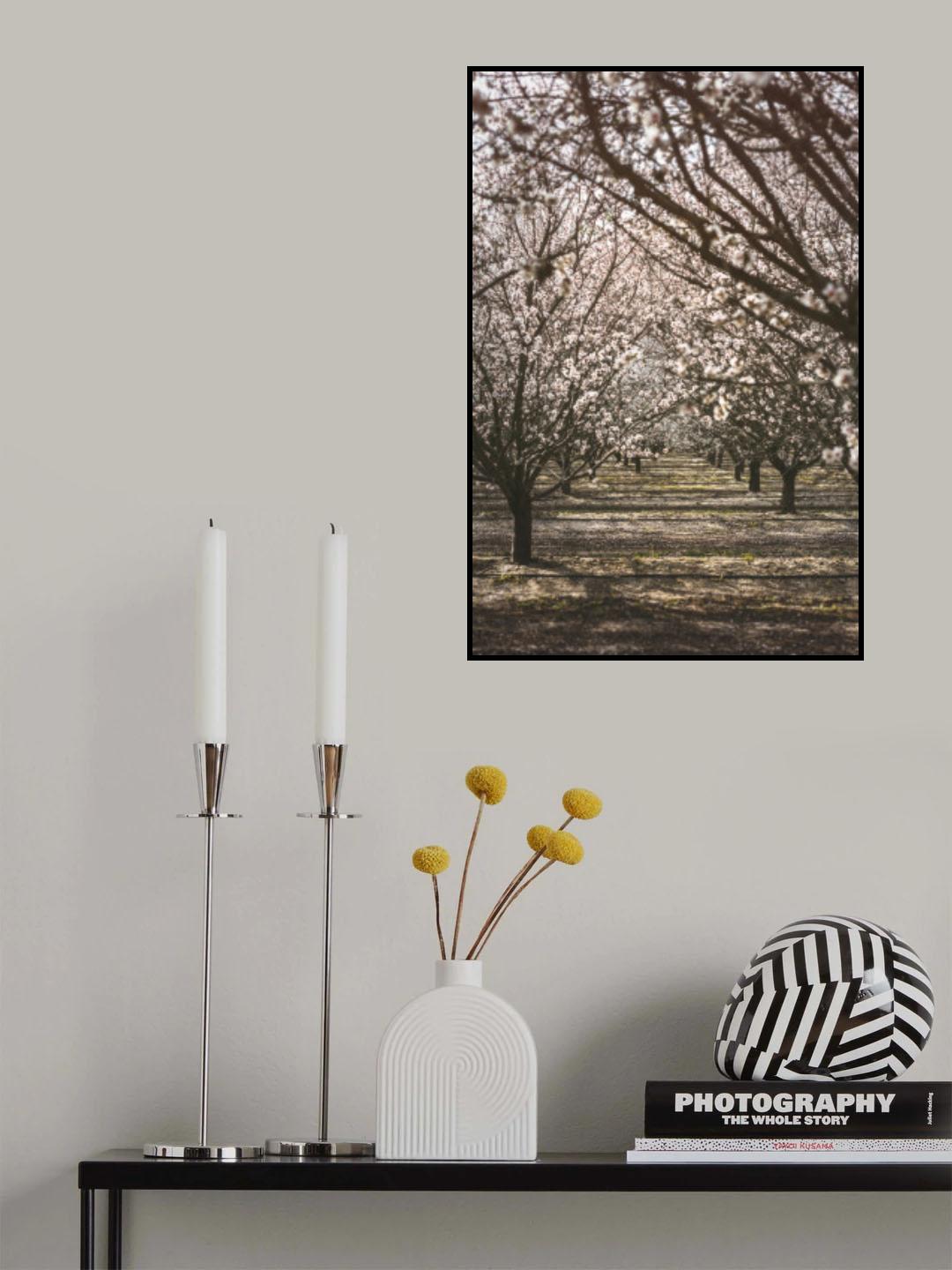 Almond Orchard Poster och Canvastavla