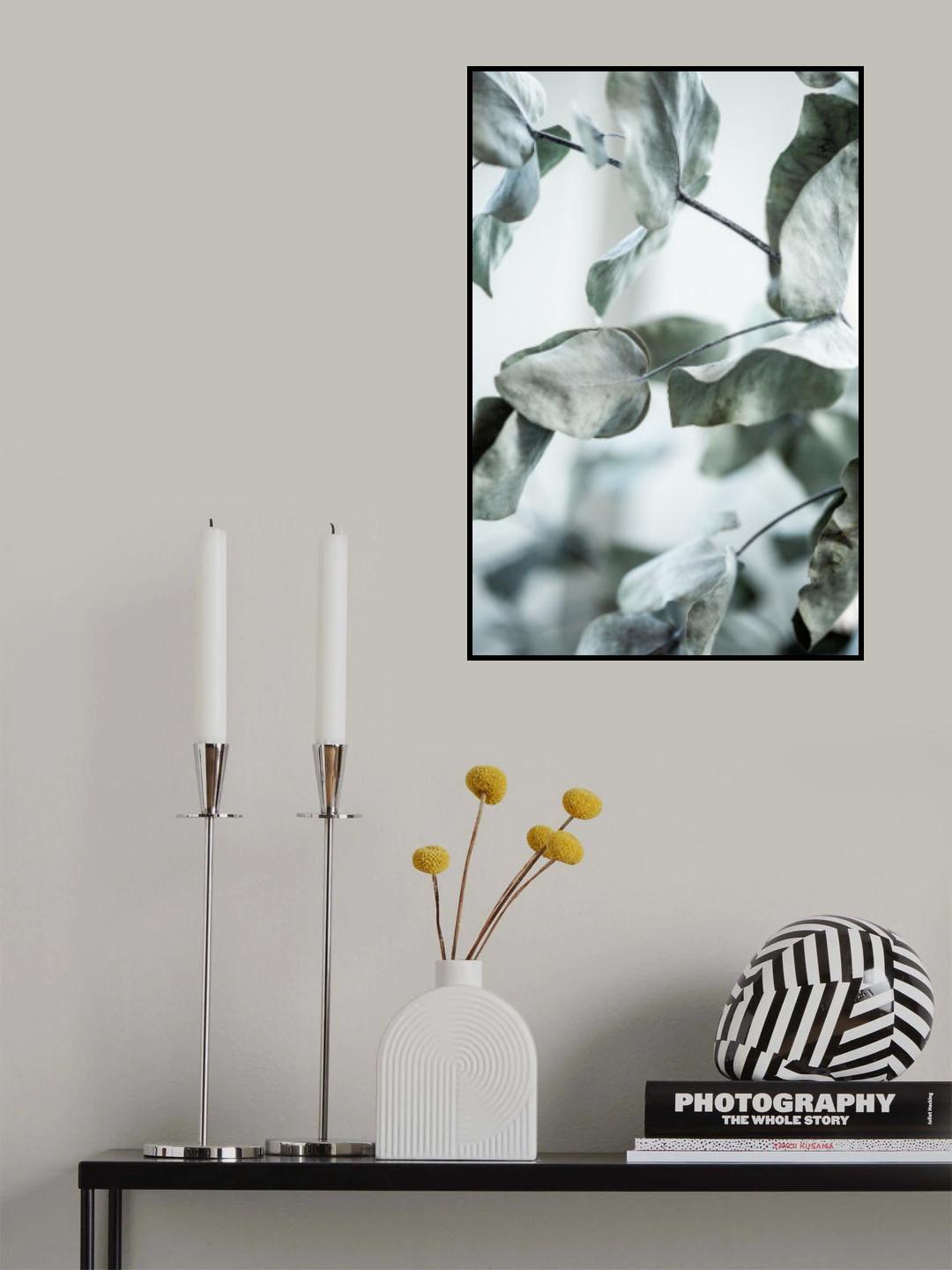 Eucalyptus 8 Poster och Canvastavla