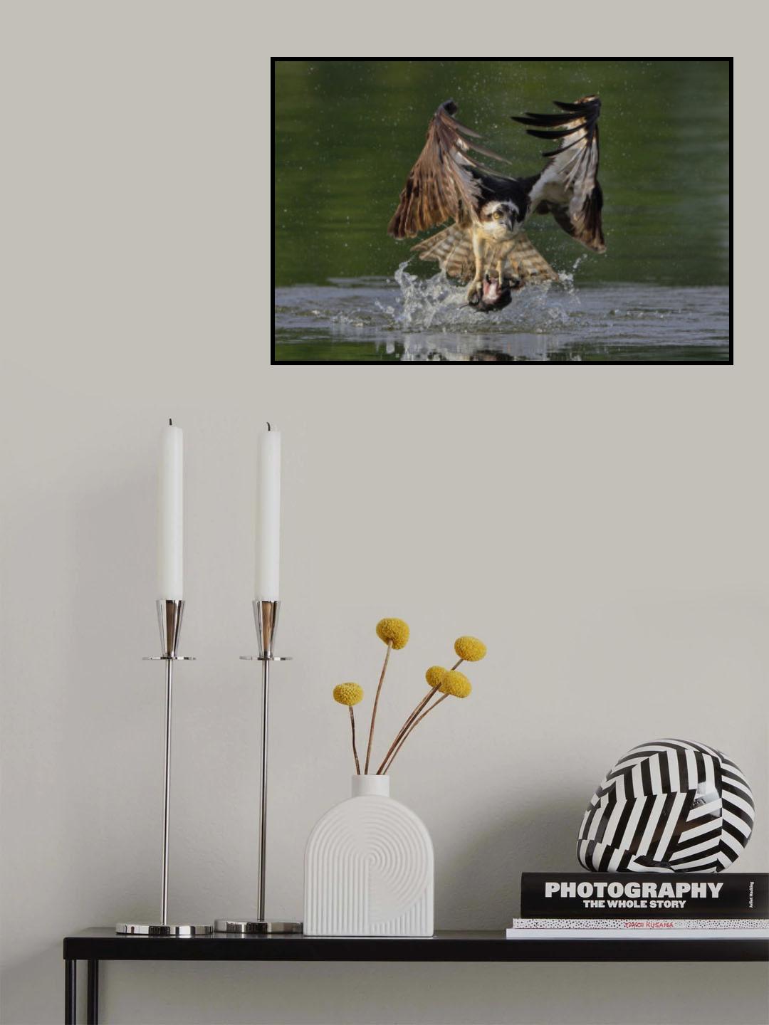 Osprey Poster och Canvastavla
