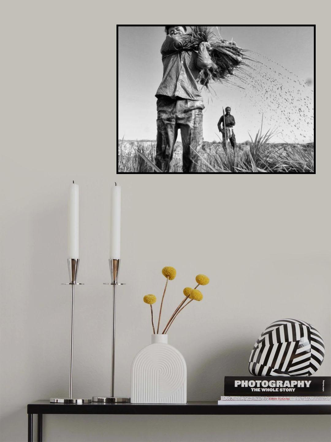 Planting rice Poster och Canvastavla