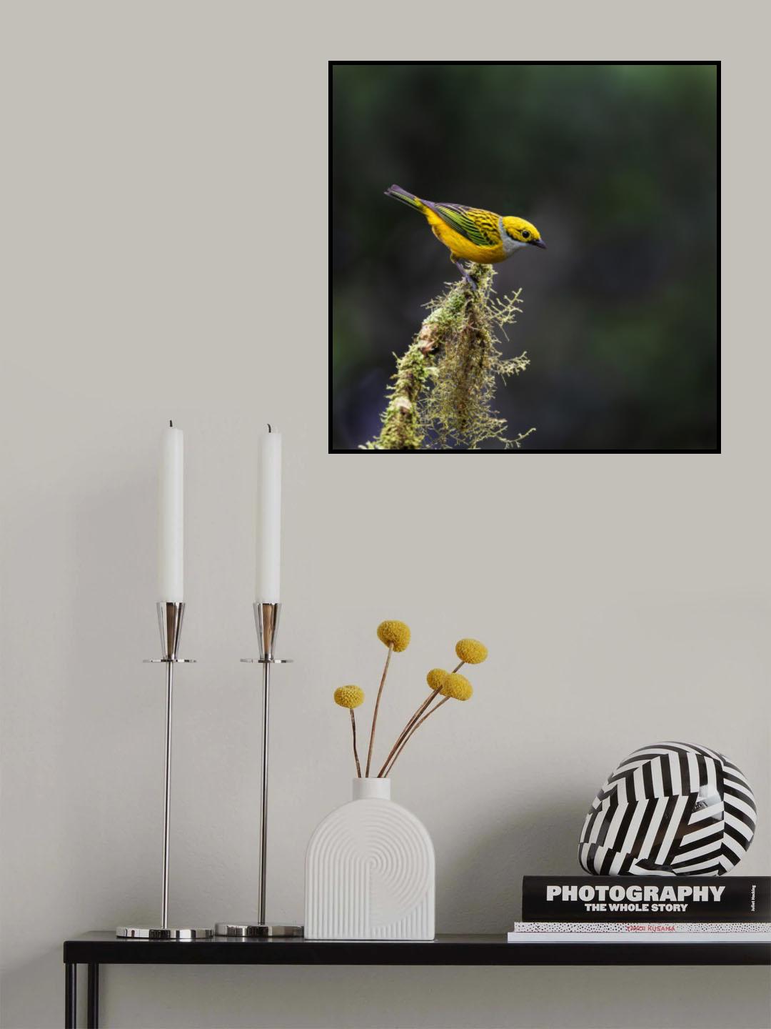 Silver-throated Tanager Poster och Canvastavla
