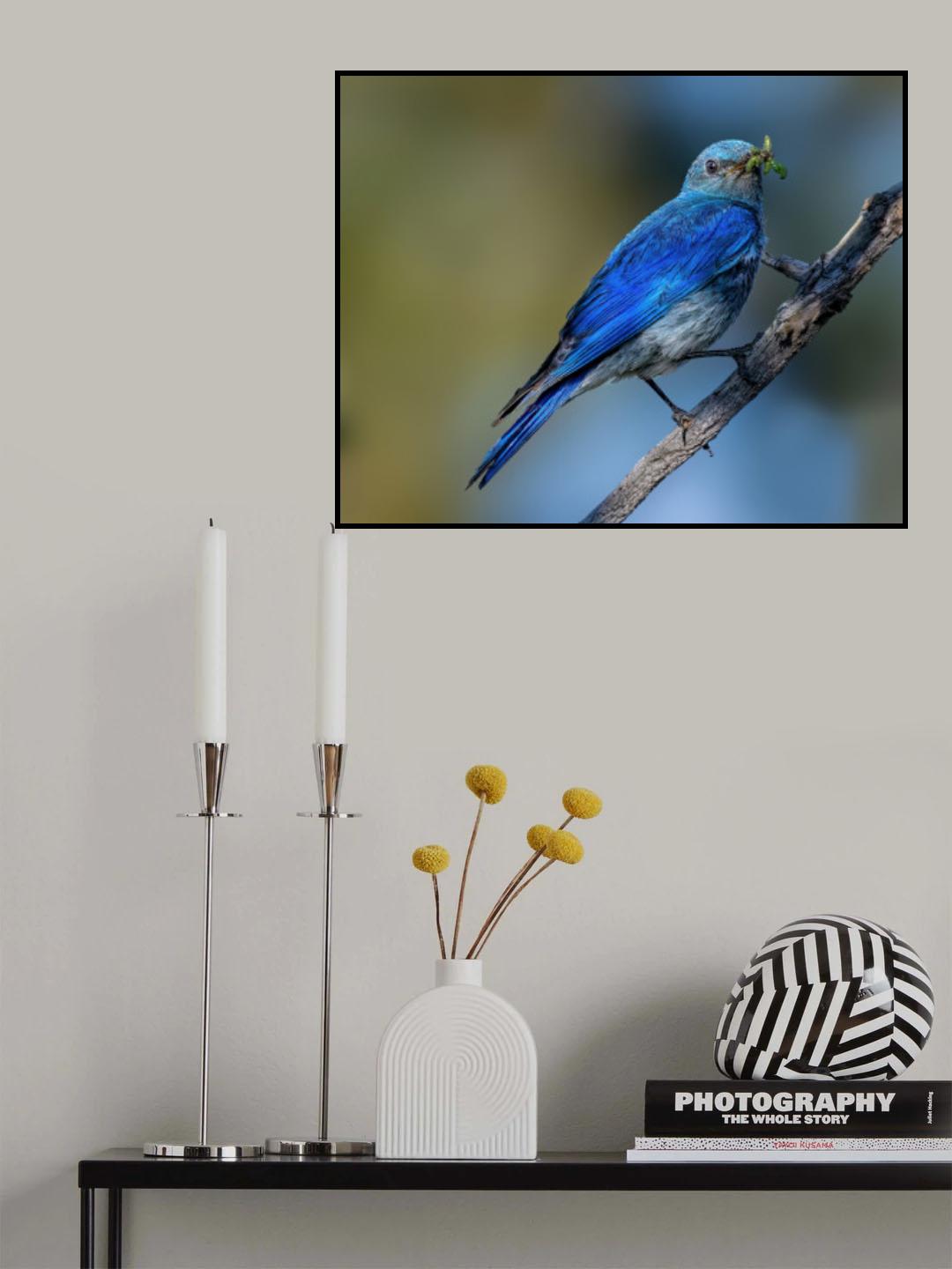 Mountain bluebird Poster och Canvastavla