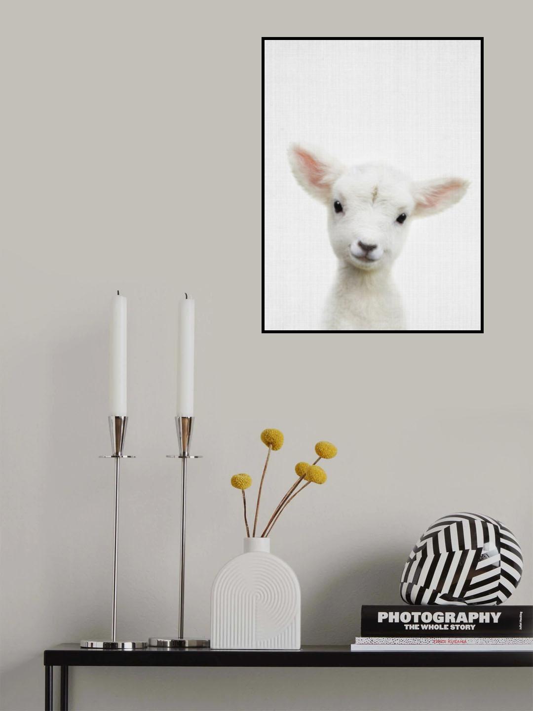 Peekaboo Baby Sheep Poster och Canvastavla