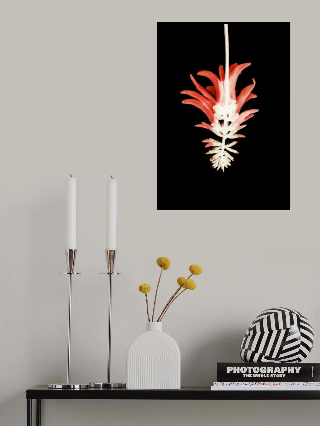 Coral Tree Flower Poster och Canvastavla