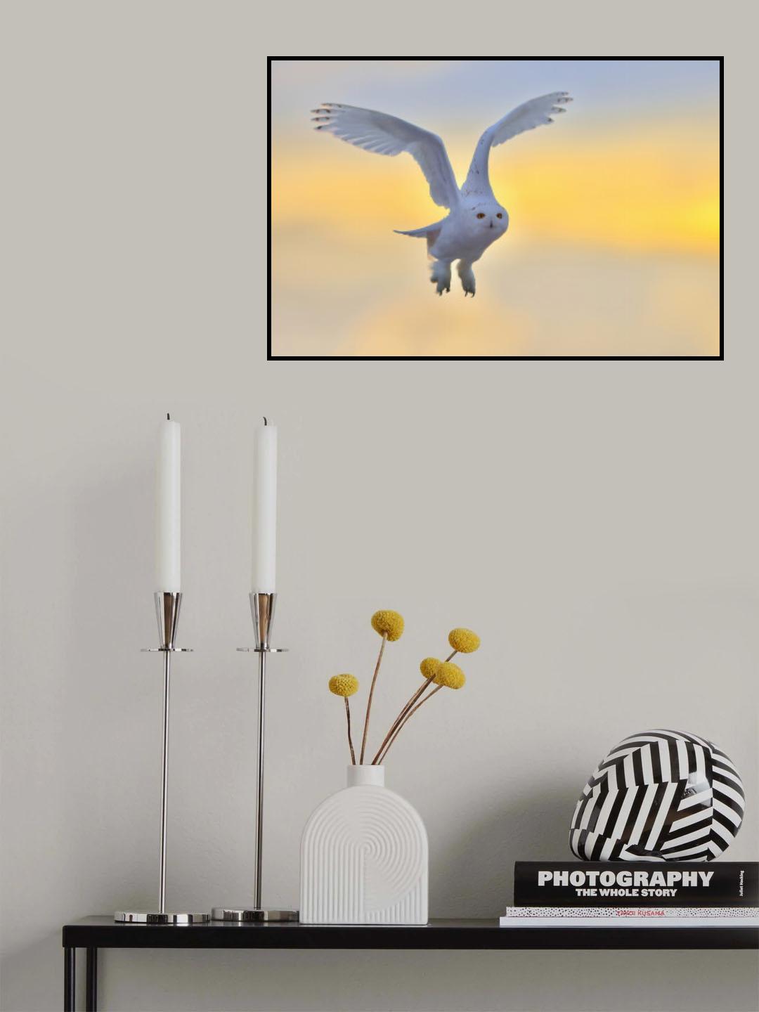 Snowy Owl Poster och Canvastavla