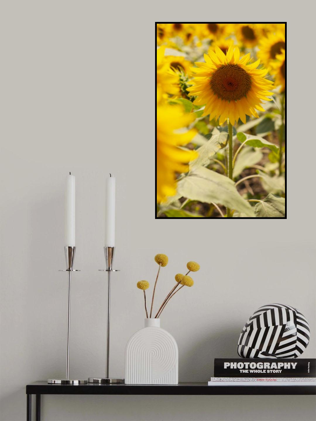 sunflowers on a sunny day Poster och Canvastavla