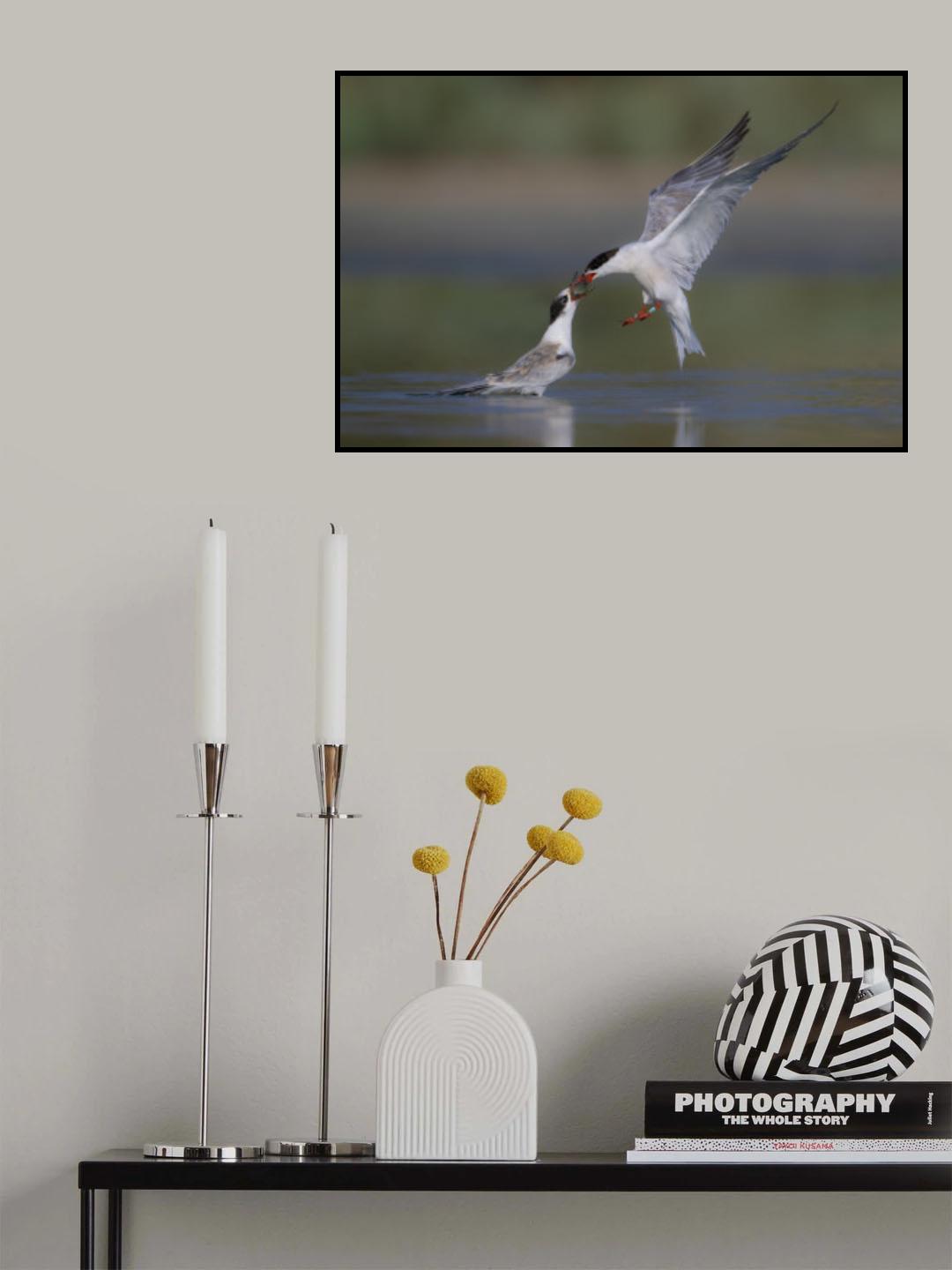 common Tern Poster och Canvastavla