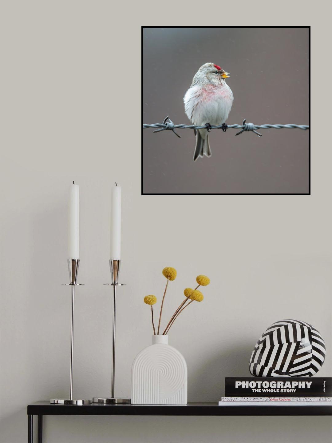 singing in the rain Poster och Canvastavla