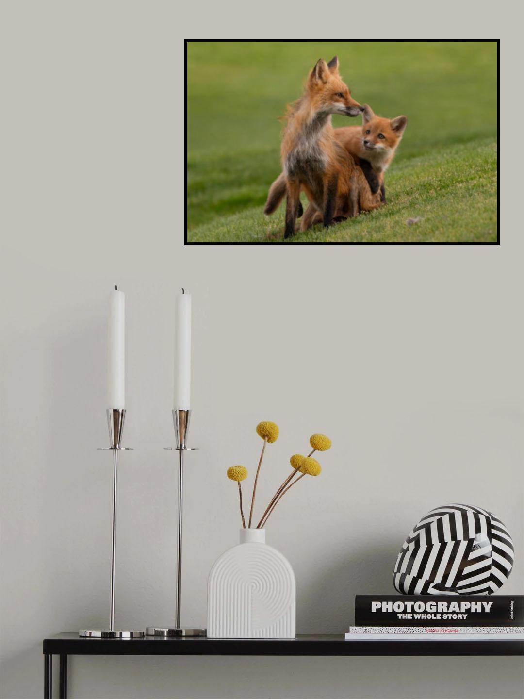 red fox Poster och Canvastavla