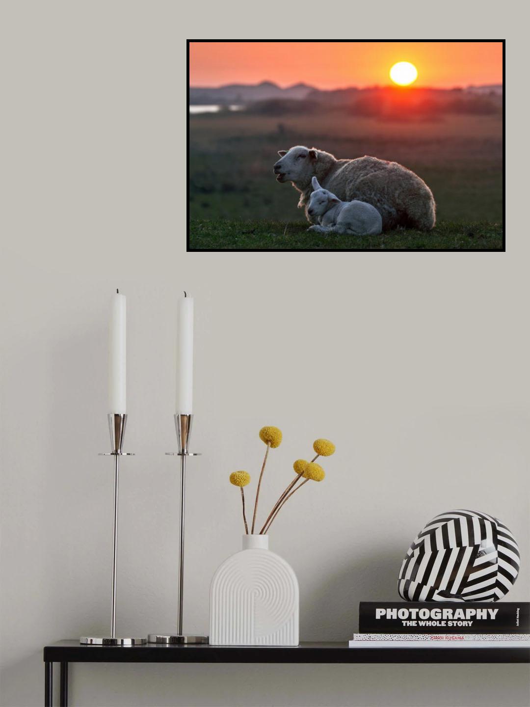 Sleep well Sheep Poster och Canvastavla
