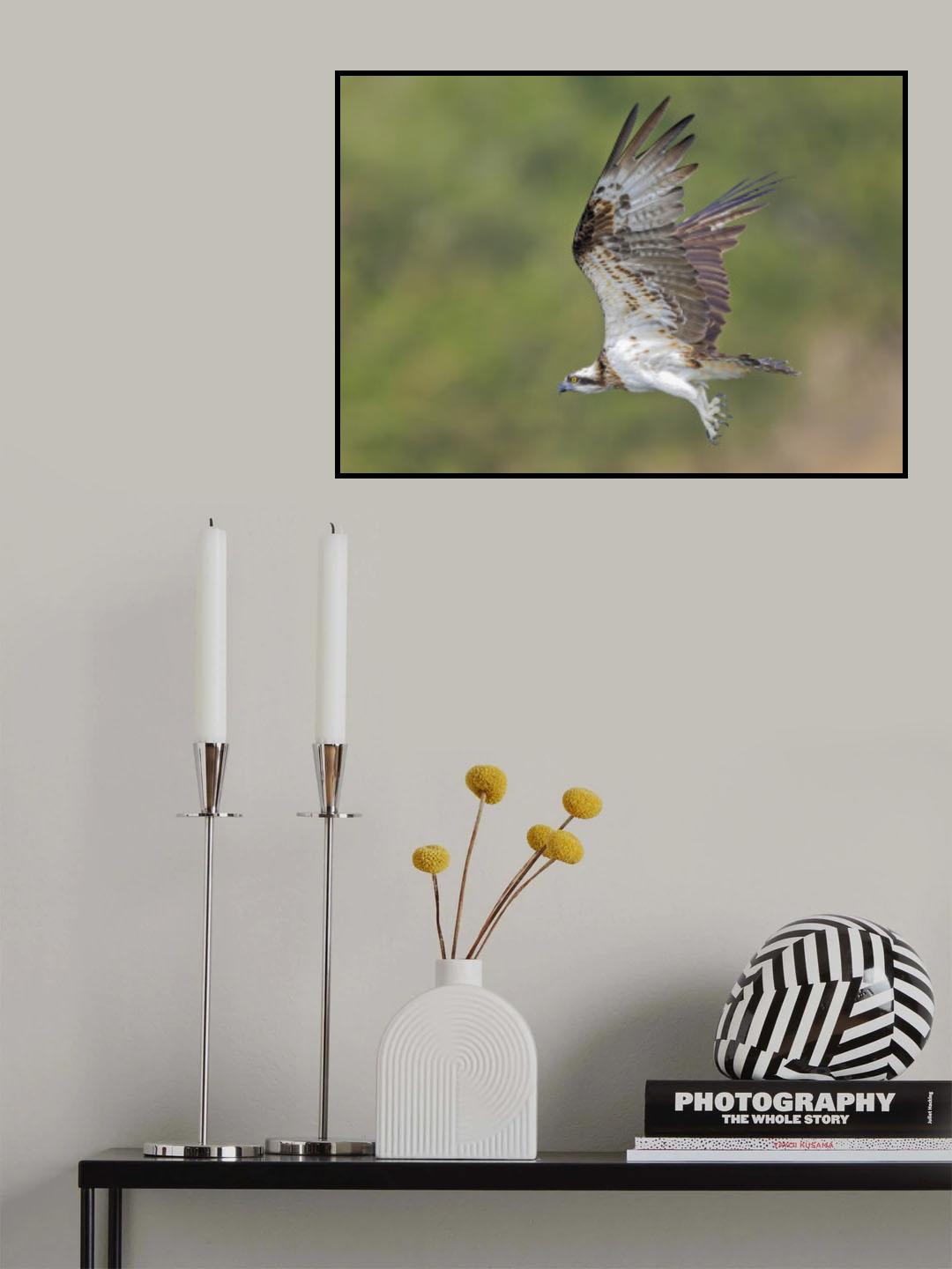 Osprey in hunting Poster och Canvastavla