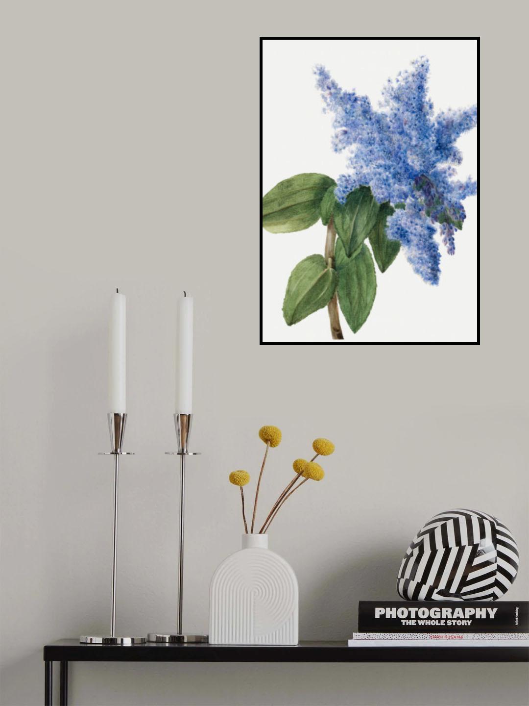 California Lilac (1935) Poster och Canvastavla