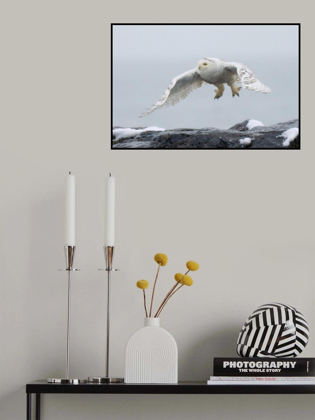 Snowy owl in flight Poster och Canvastavla