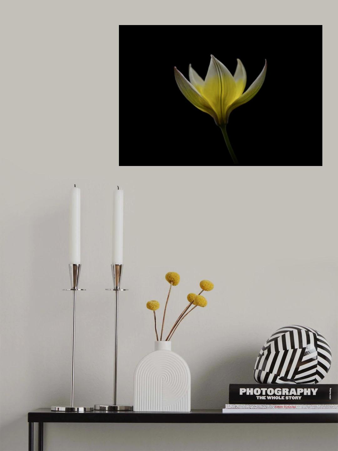 Tulipa Urumiensis Poster och Canvastavla