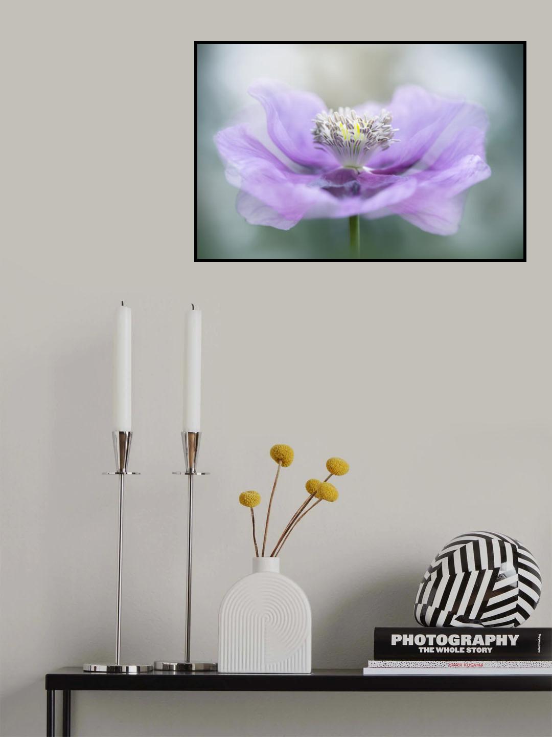 Papaver Poster och Canvastavla