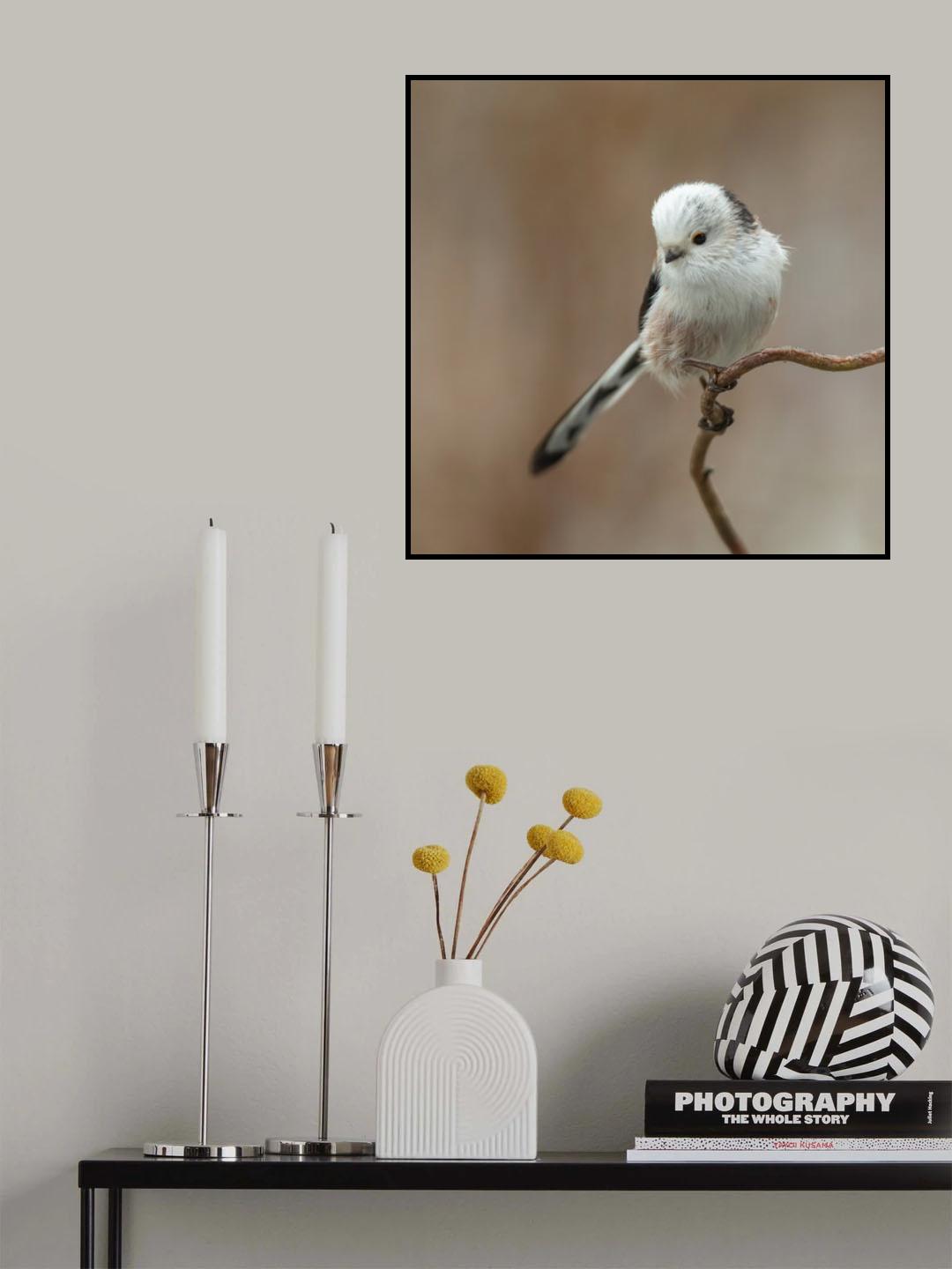 a White-headed Long-tailed Tit Poster och Canvastavla