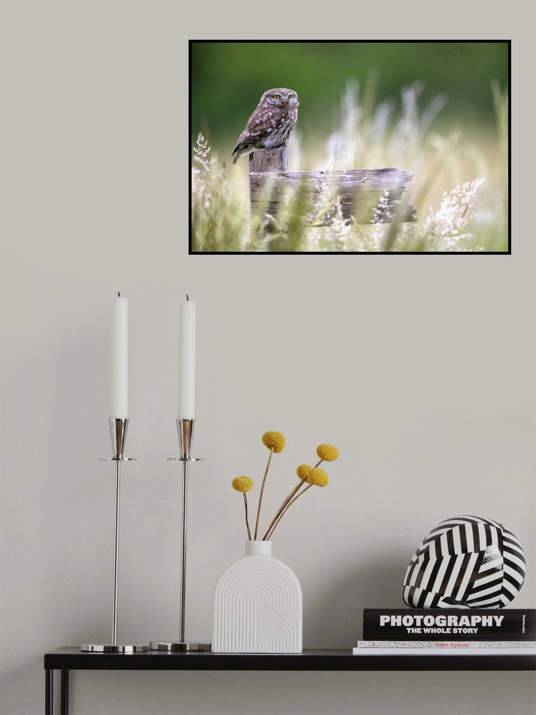 Little owl Poster och Canvastavla