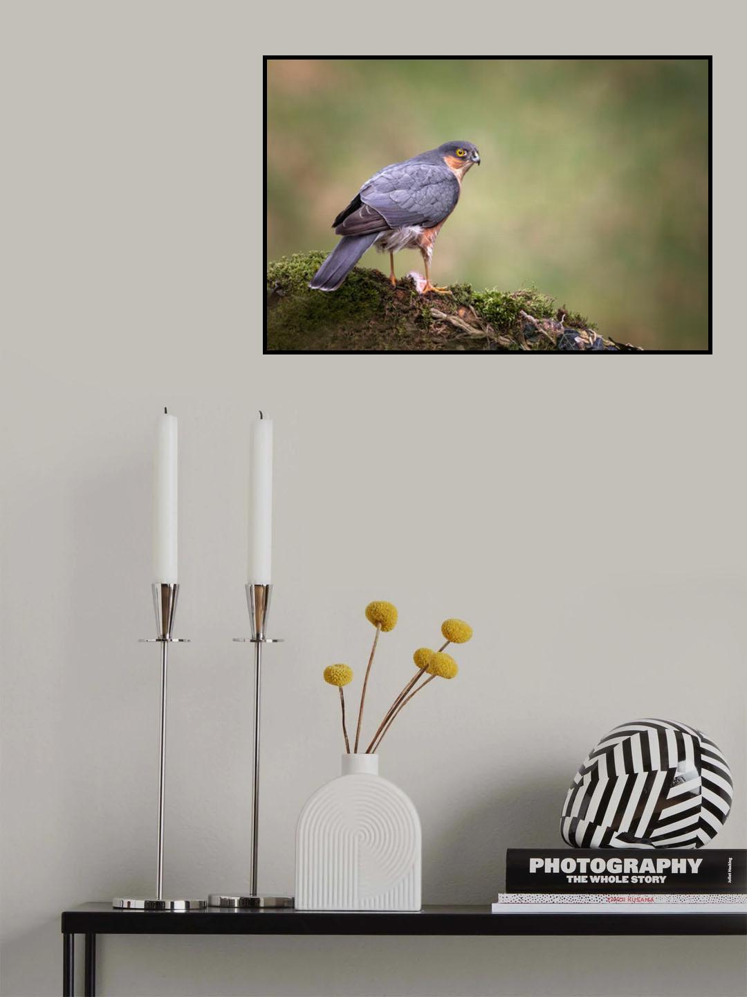 Adult Wild Sparrowhawk Poster och Canvastavla