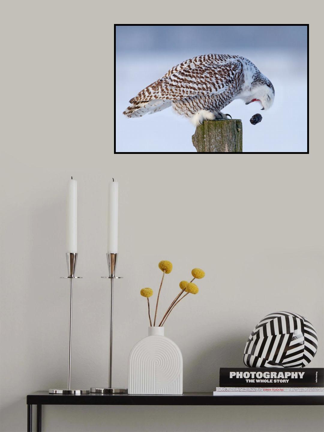 Snowy Owl - Cough it up buddy Poster och Canvastavla