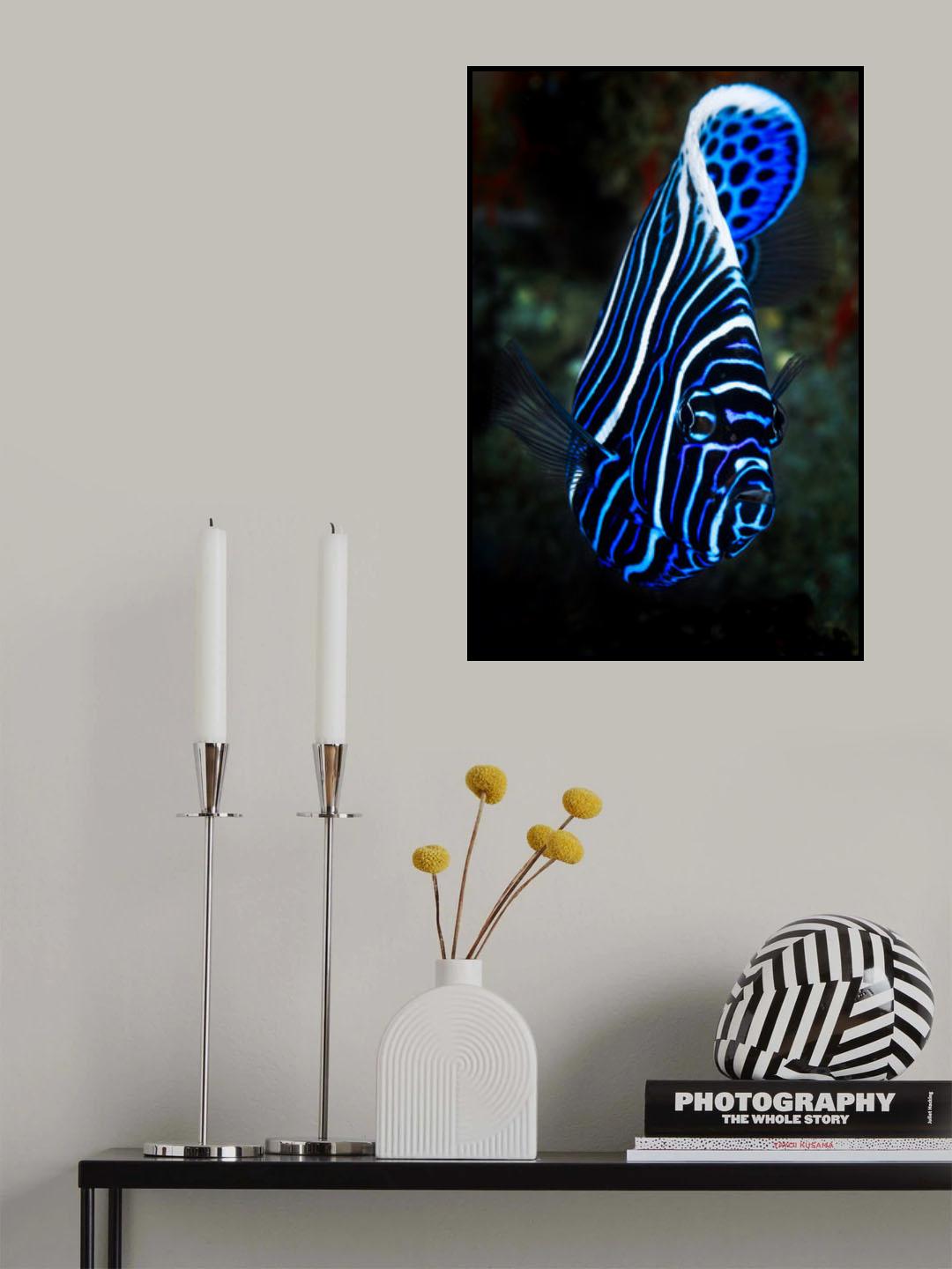 Emperor angelfish Poster och Canvastavla