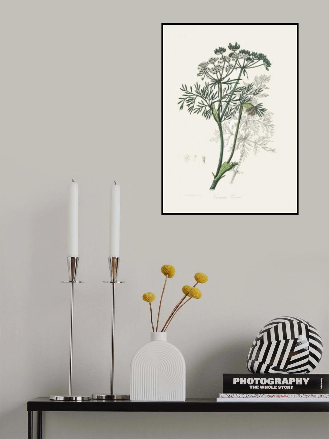 Caraway (carum Carui) Medical Botany Poster och Canvastavla