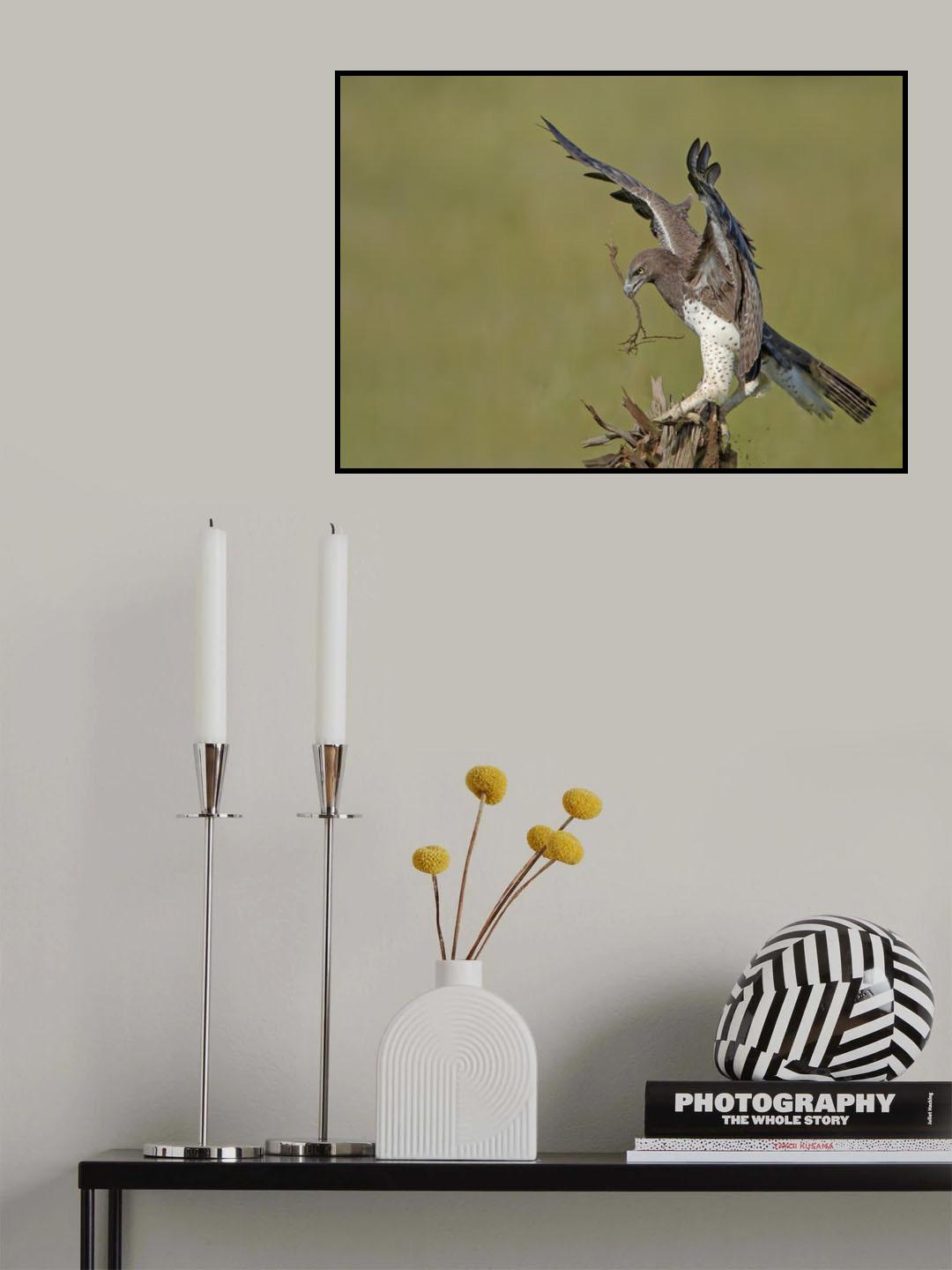 Martial Eagle - Huge one Poster och Canvastavla