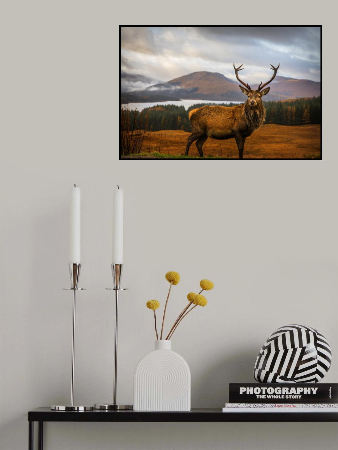 Scottish Stag Poster och Canvastavla
