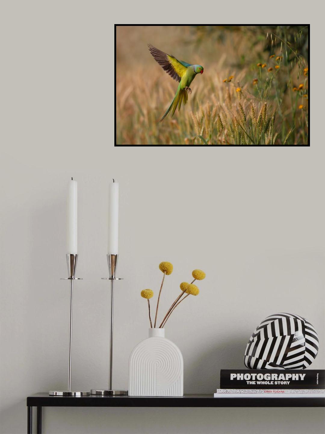 Rose ring Parakeet Poster och Canvastavla