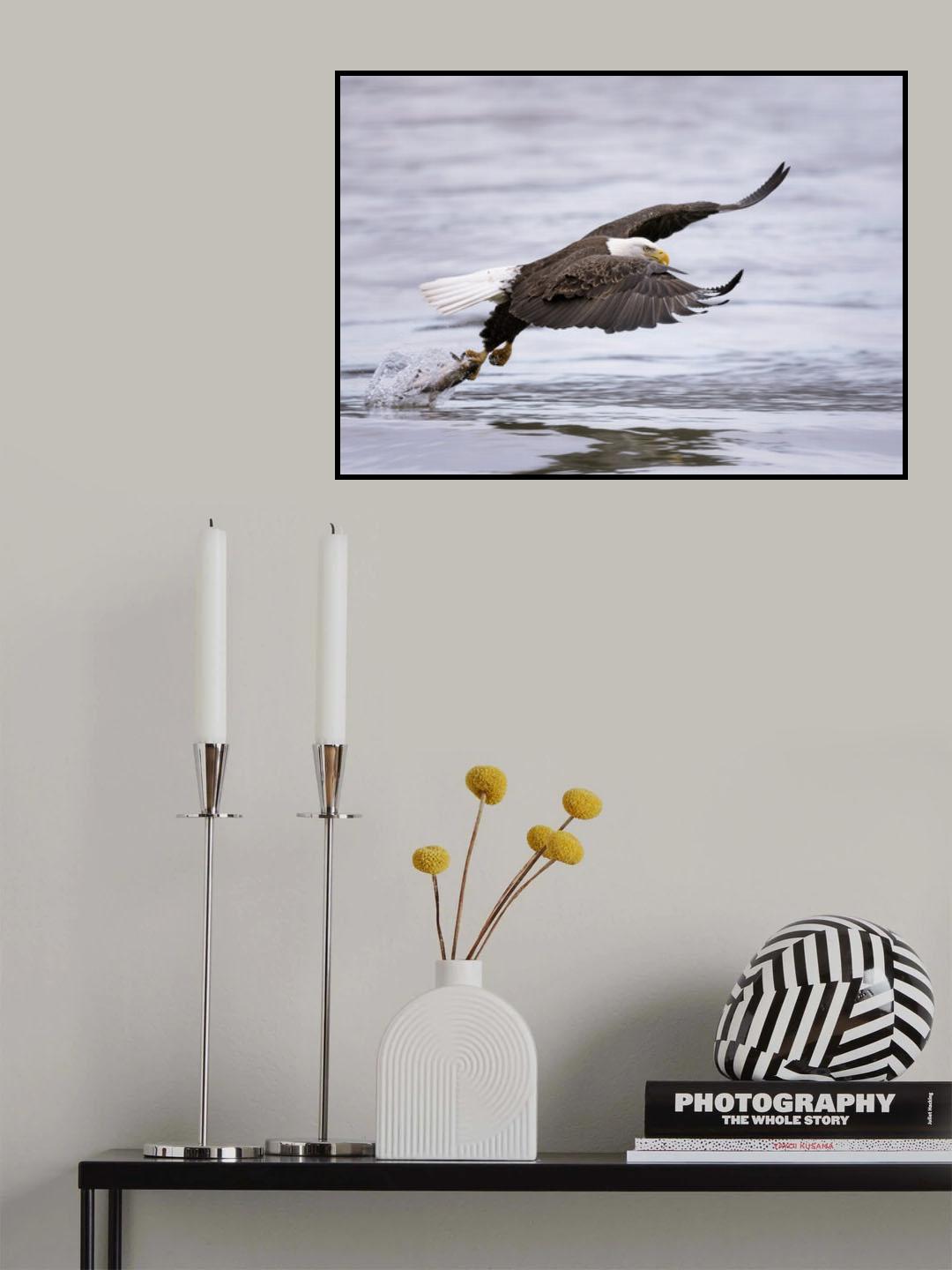 Bald Eagle Poster och Canvastavla