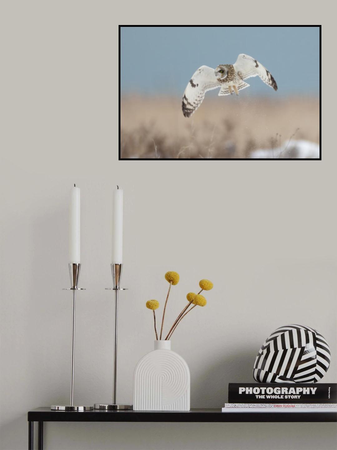 Short-eared Owl Poster och Canvastavla