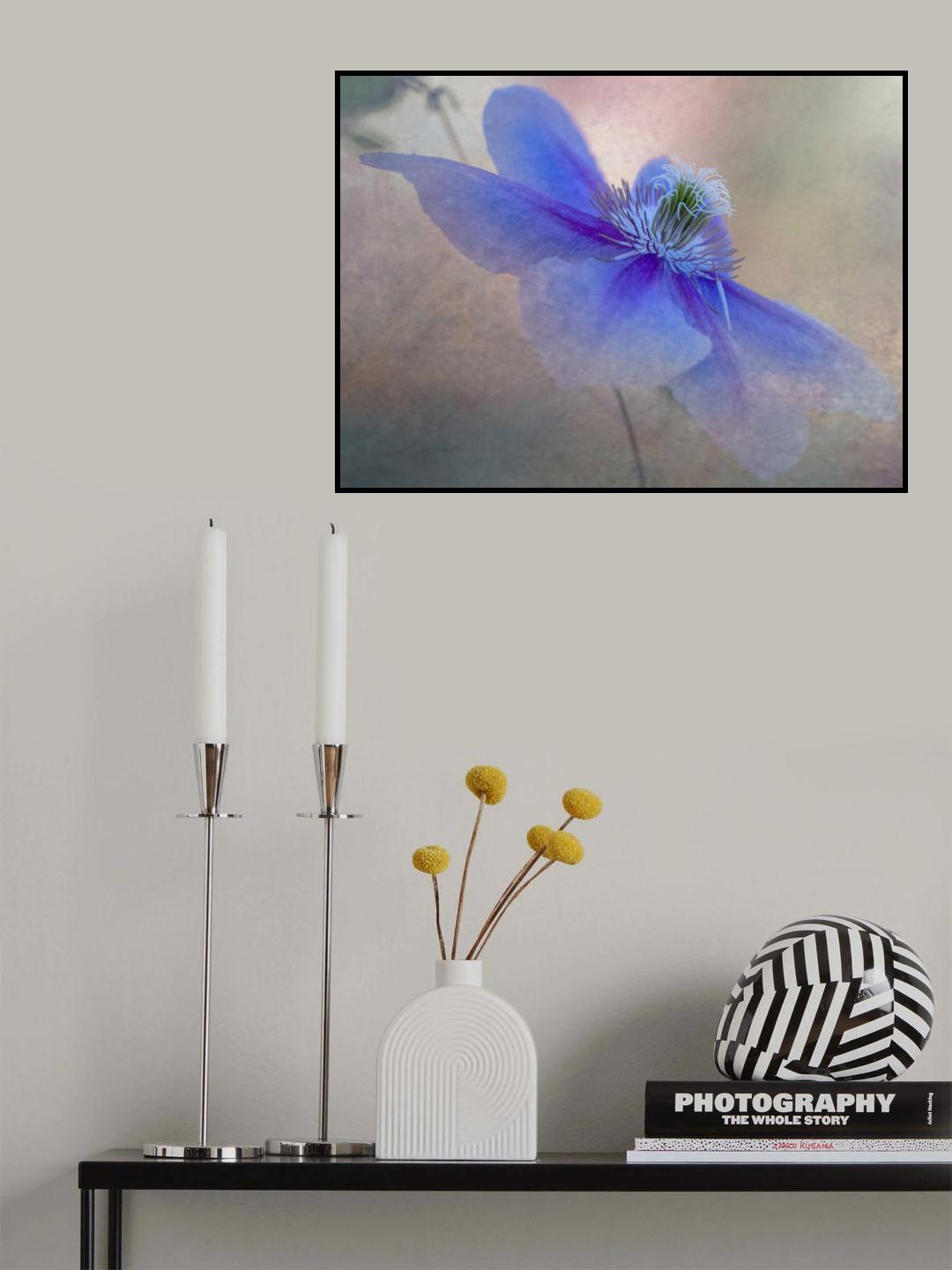 Clematis flower Poster och Canvastavla