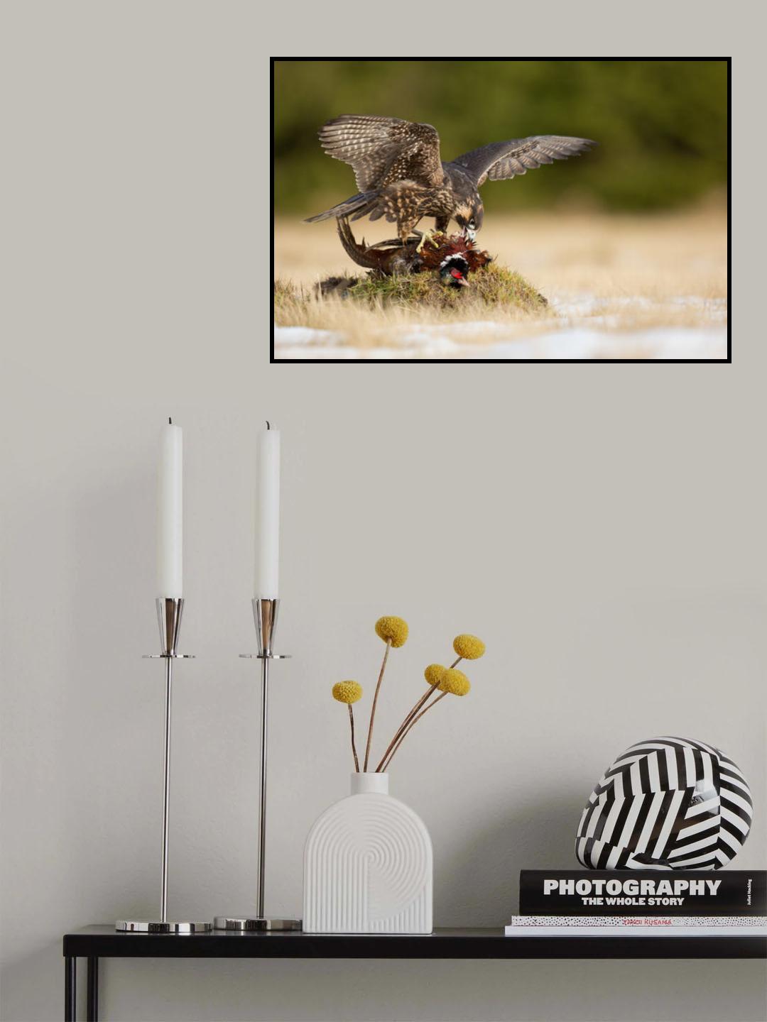 Peregrine Falcon Poster och Canvastavla