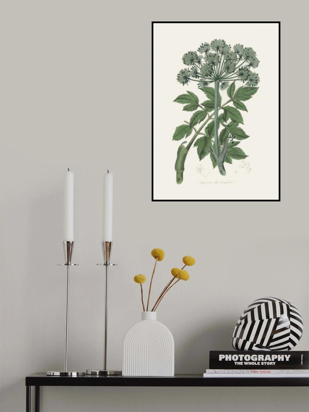 Angel Changelica Medical Botany Poster och Canvastavla