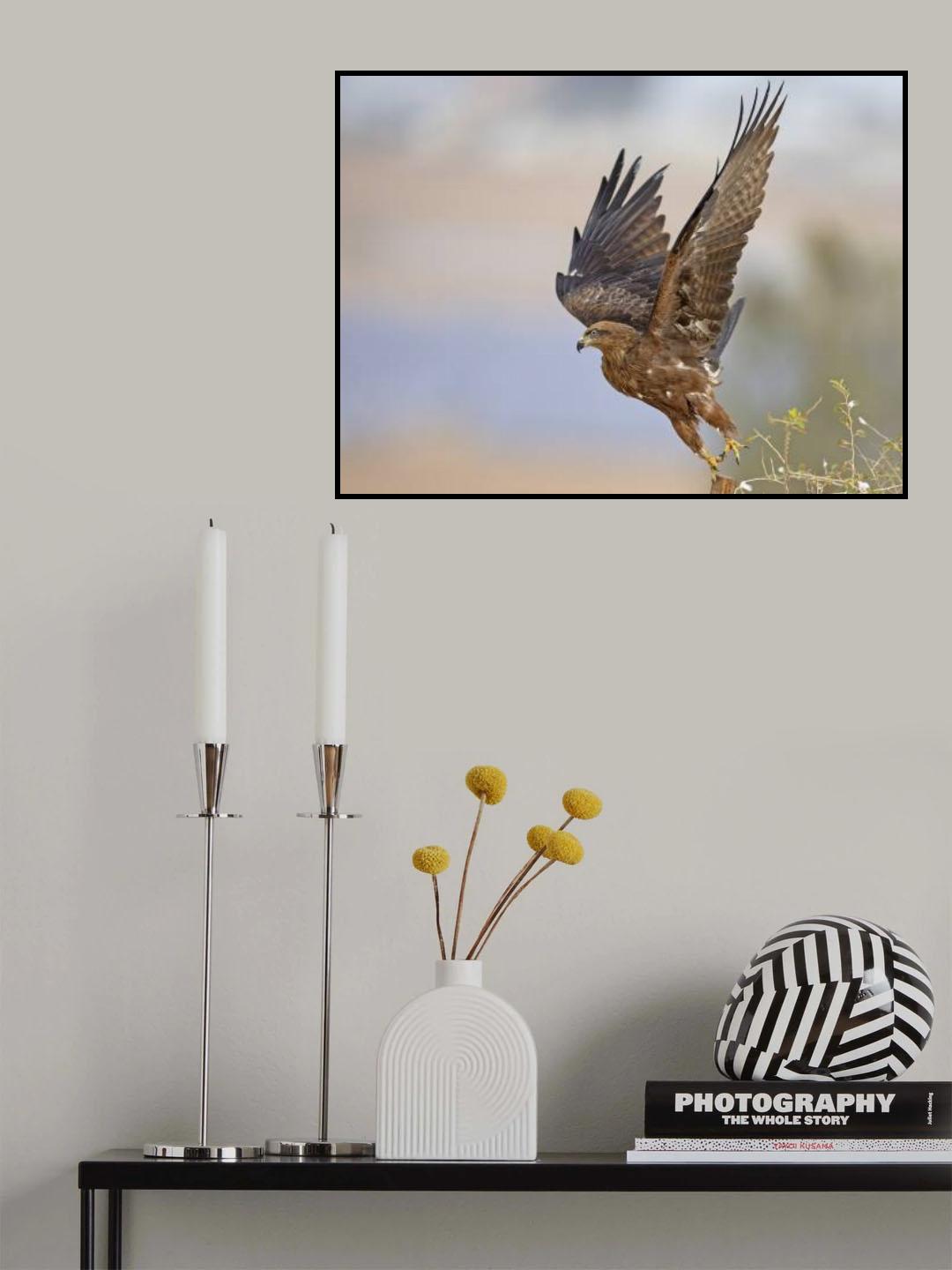 Black Kite Poster och Canvastavla