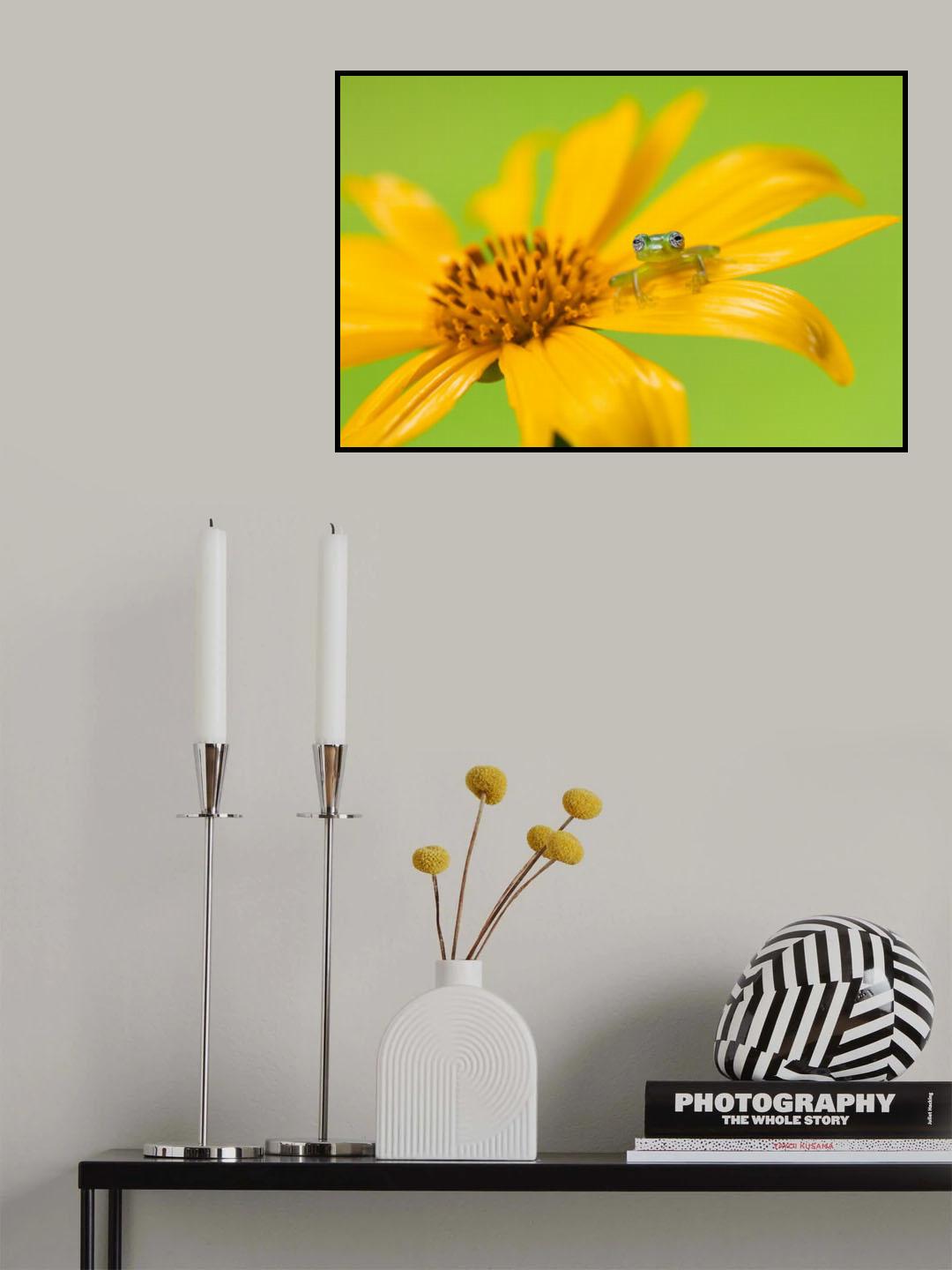 Limon giant glass frog Poster och Canvastavla