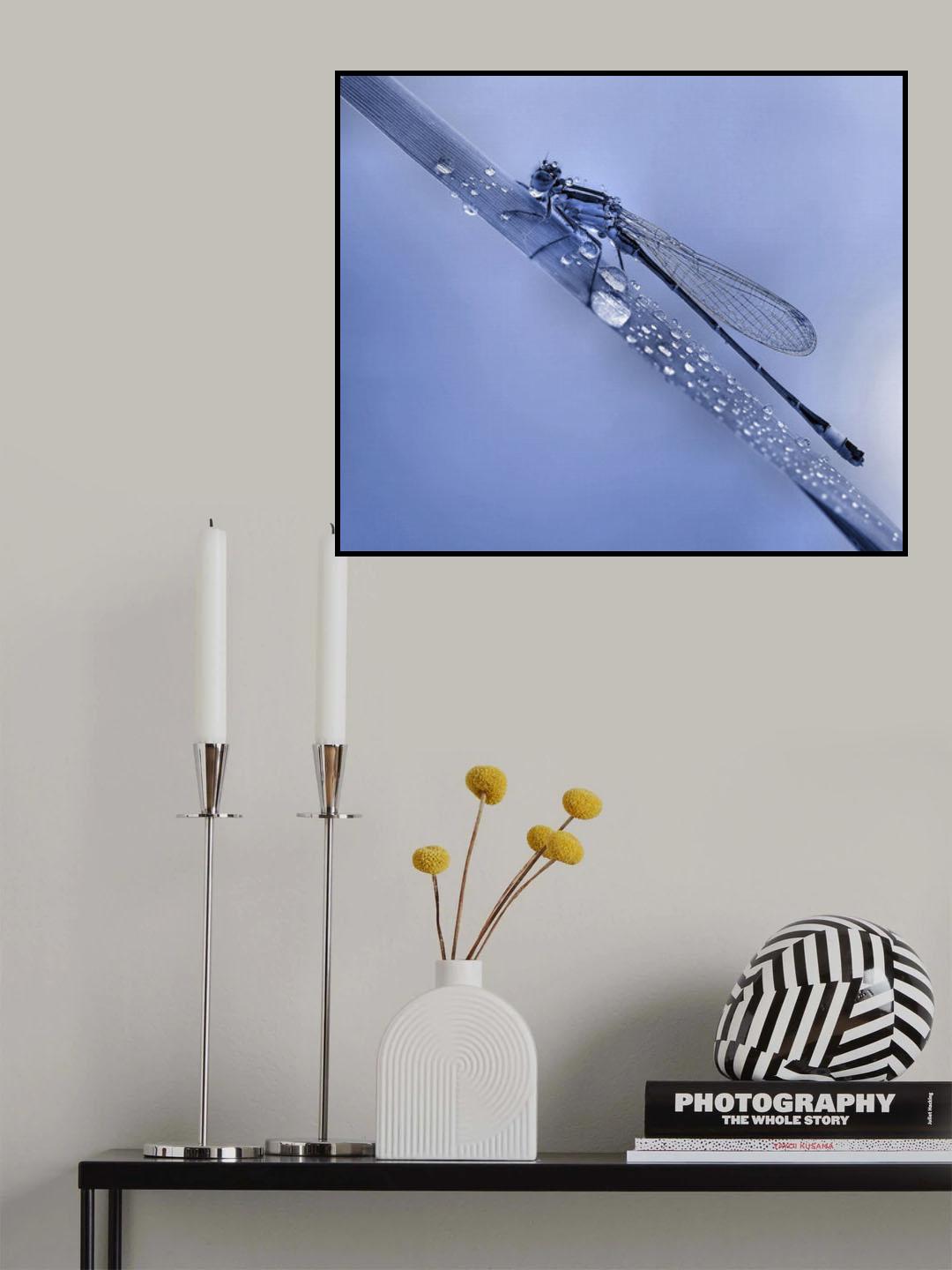 Dew bubbles... Poster och Canvastavla