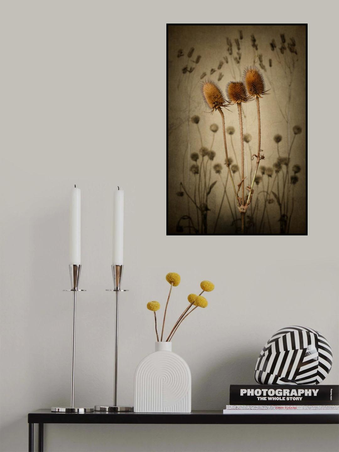 Teasel Poster och Canvastavla