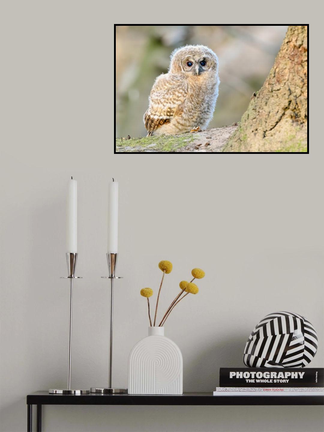 Strix aluco Poster och Canvastavla